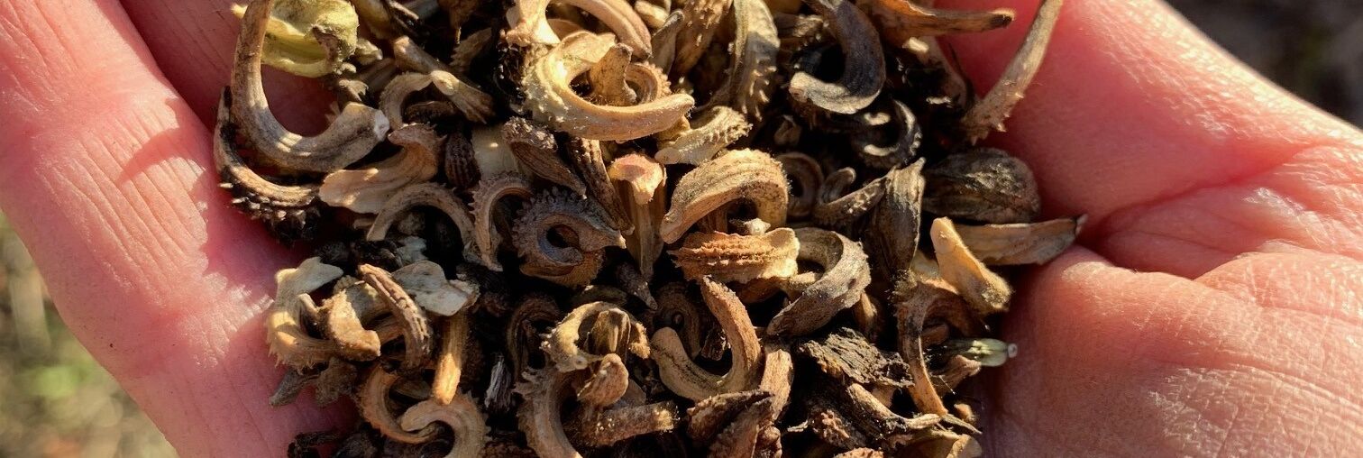 Goudsbloem zaden in hand Foto Eline Houtkamp